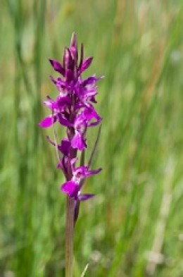 Image de l'actualité Contribution à la connaissance de Dactylorhiza traunsteineri