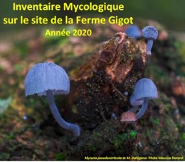 Image de l'actualité Inventaire Mycologique à la Ferme Gigot 2020