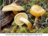 Image de l'actualité Inventaire Mycologique dans la Vallée des Belleville