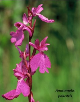 Image de l'actualité La Société Française d’Orchidophilie