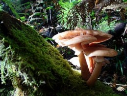 Image de l'actualité Mycologie à Brison-Saint-Innocent