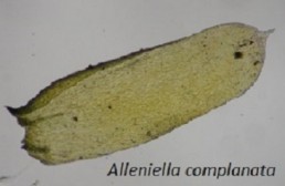 Image de l'actualité Mycologie et Bryologie dans la forêt de Corsuet