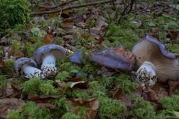 Image de l'actualité Mycologie et Bryologie sur la Montagne de Bange