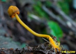 Image de l'actualité Week-end Mycologique au pied du Grand Arc