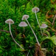 Miniature « Mycena-cinerella-1-b-w » de l'espèce « Mycena cinerella (P. Karsten) P. Karsten »