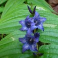 Miniature « Gentasclepias » de l'espèce « Gentiana asclepiadea L., 1753 »