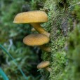 Miniature « Tricholomopsis-decora-w » de l'espèce « Tricholomopsis decora (Fr. : Fr.) Singer »