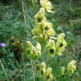 Miniature « AconitAnthora » de l'espèce « Aconitum anthora L., 1753 »