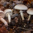 Miniature « Agaricus moelleri-w » de l'espèce « Agaricus moelleri Wasser »