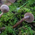 Miniature « Cortinarius-bibulus-w » de l'espèce « Cortinarius bibulus Quélet »