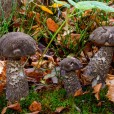 Miniature « Leccinum-variicolor-var-bertauxii » de l'espèce « Leccinum variicolor var. bertauxii Lannoy & Estades »