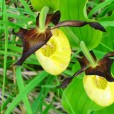 Miniature « SabotVenus1 » de l'espèce « Cypripedium calceolus L., 1753 »