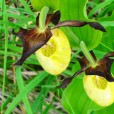 Miniature « SabotVenus1 » de l'espèce « Cypripedium calceolus L., 1753 »