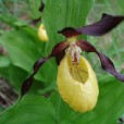 Miniature « SabotVenus2 » de l'espèce « Cypripedium calceolus L., 1753 »