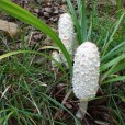 Miniature « CoprinChev1 » de l'espèce « Coprinus comatus (O.F. Müller : Fr.) »