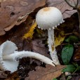 Miniature « Lepiota-alba-w » de l'espèce « Lepiota alba (Bresadola) Saccardo »