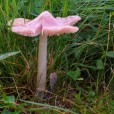 Miniature « hygrocybe-calyptriformis-w » de l'espèce « Hygrocybe calyptriformis (Berk.) Fayod »