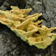 Miniature « Laetiporus-sulfureus » de l'espèce « Laetiporus sulphureus (Bull. : Fr.) Murrill »