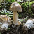 Miniature « Amanita-submembranacea-w » de l'espèce « Amanita submembranacea (M. Bon) Gröger »