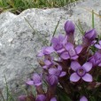 Miniature « Gentianchamp4 » de l'espèce « Gentianella campestris (L.) Börner, 1912 »