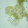 Miniature « Grimmia_alpestris_feuille_CT2_TD » de l'espèce « Grimmia alpestris (F.Weber & D.Mohr) Schleich. »