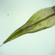 Miniature « Grimmia_alpestris_feuille_TD » de l'espèce « Grimmia alpestris (F.Weber & D.Mohr) Schleich. »
