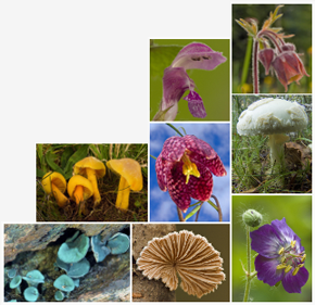 Botanique et Mycologie en Savoie